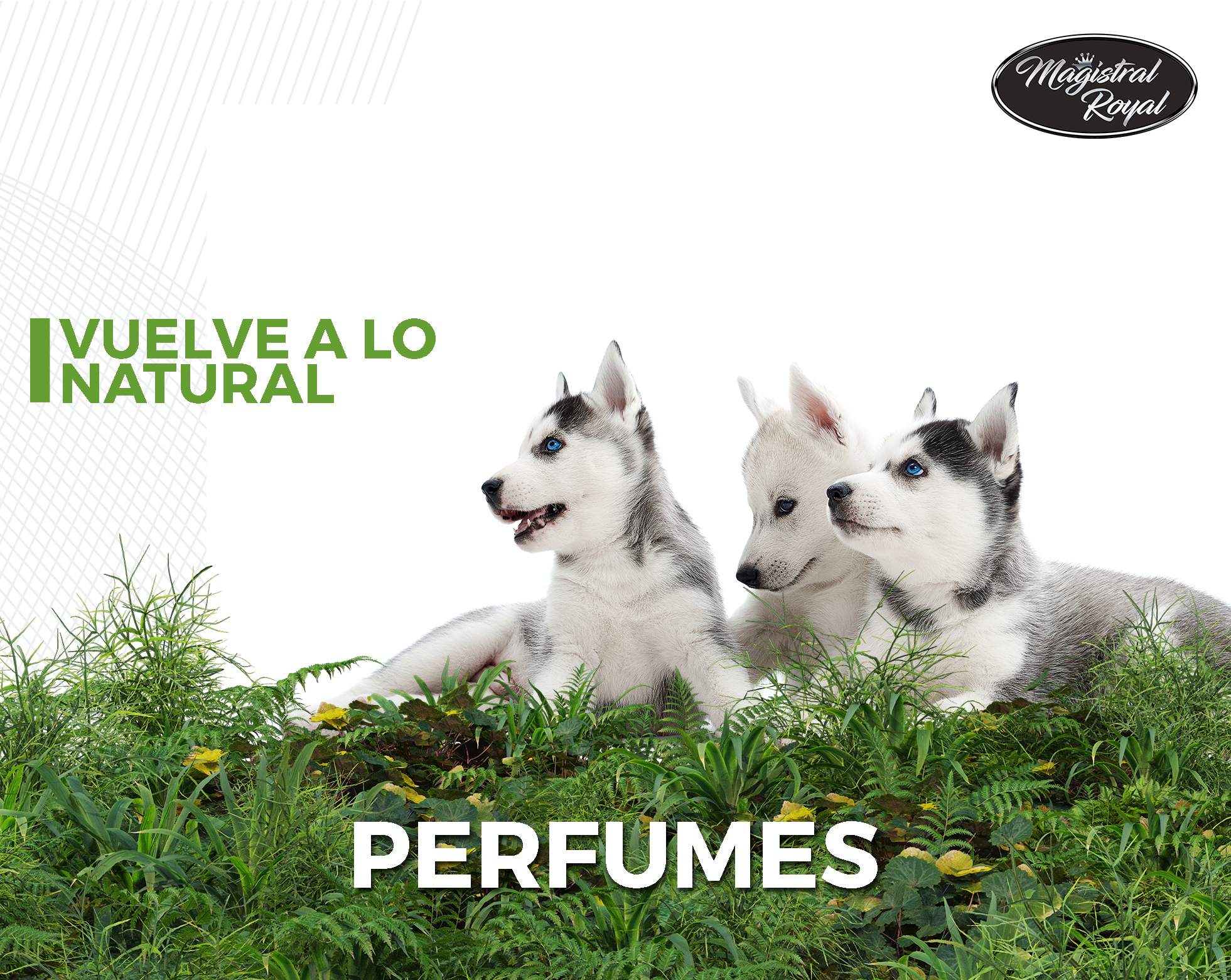 amplio catálogo de perfumes para perros y gatos