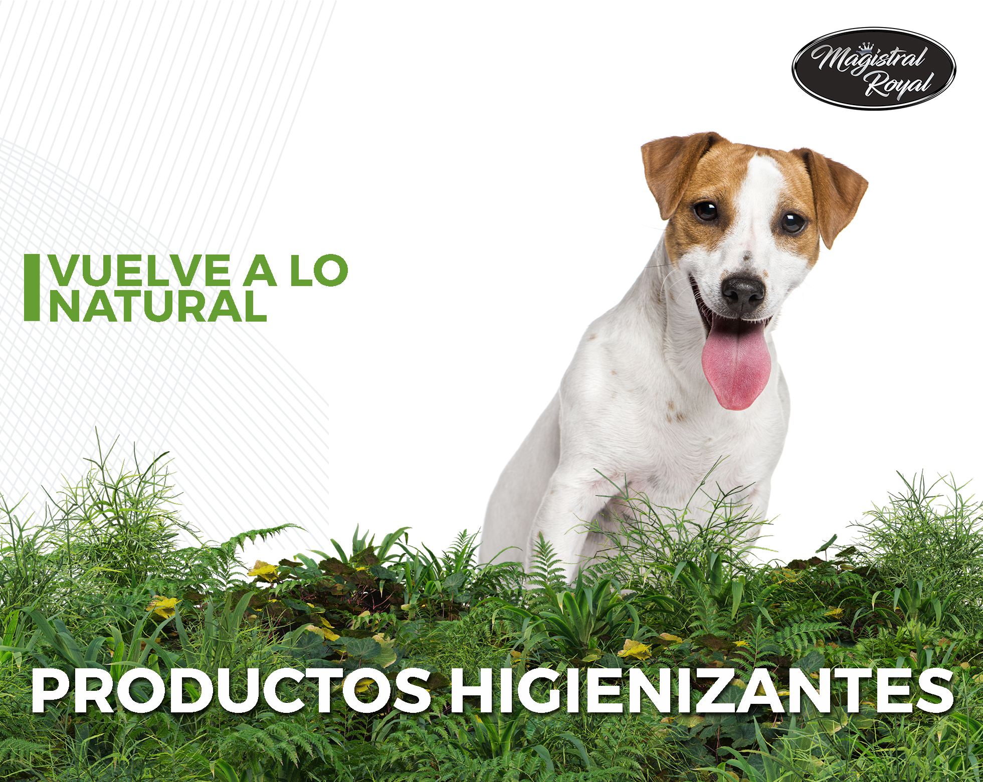 Productos higienizantes para mascotas, peluquerías caninas y centros veterinarios