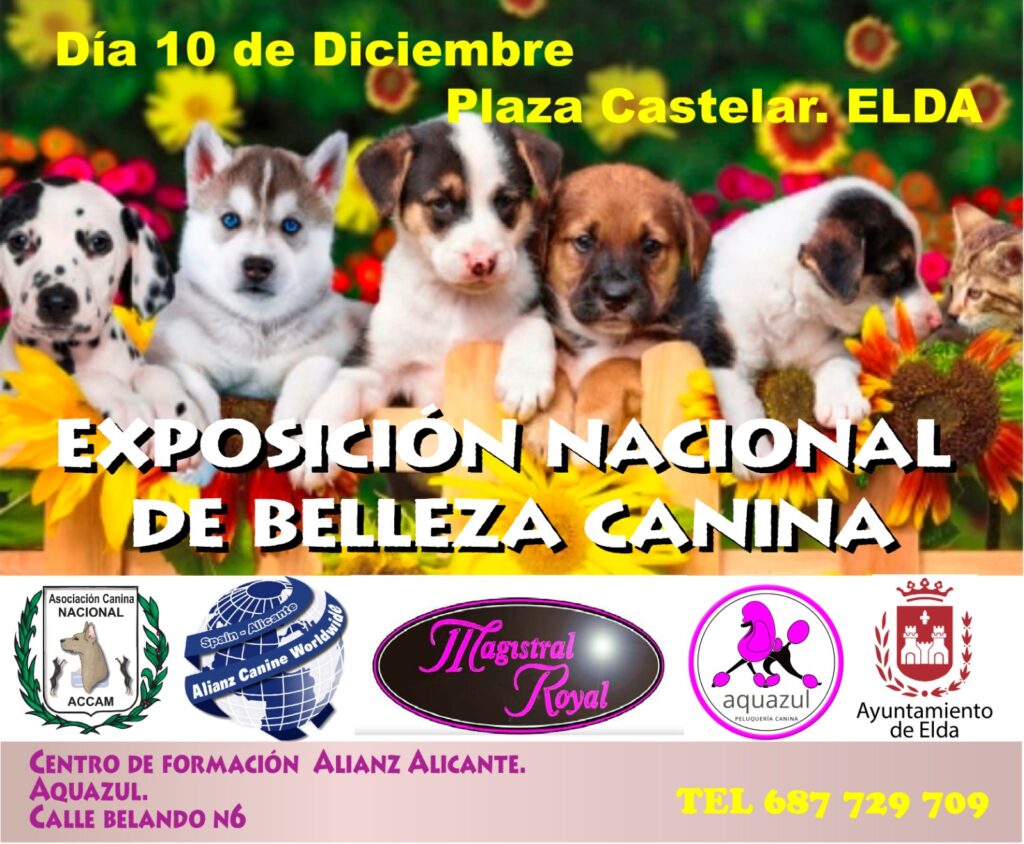 exposición belleza canina alicante
