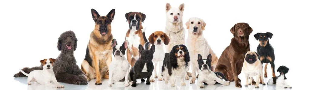 Guía para elegir el mejor champú según la raza del perro