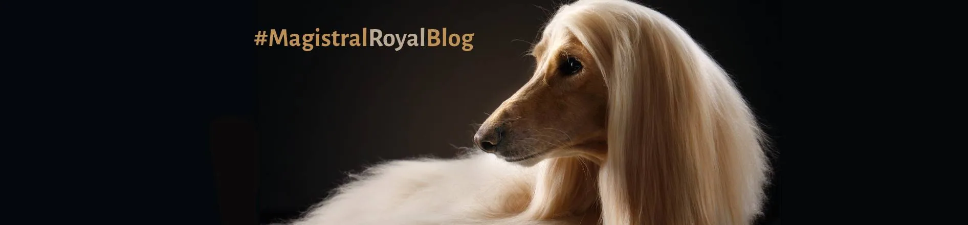 Consejos de higiene y cuidado para perros y gatos