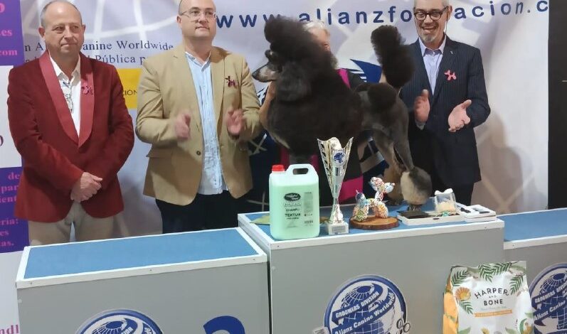 Resultado Campeonato pelqueurái canina Marepopito 2024 clase bis oficial