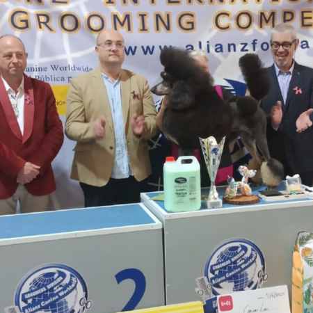 Resultados Campeonato peluquería canina Marepopito