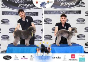 Campeonato Europeo Peluquería Canina el antes y después de la competición