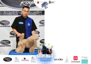Arreglos del antes y después del Campeonato de peluquería canina 2024 Fotos del domingo categorías Caniches Penteados Creativo