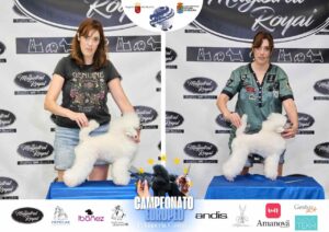 Arreglos del antes y después del Campeonato de peluquería canina 2024 Fotos del domingo categorías Caniches Penteados Creativo