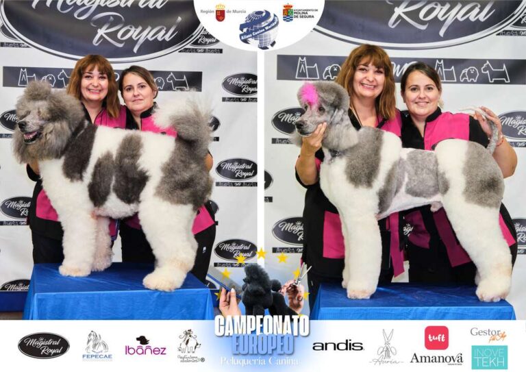 Campeonato Europeo Peluquería canina el antes y el despues categorias Asian Style Relevos Parejas Spaniels