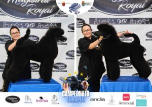Arreglos del antes y después del Campeonato de peluquería canina 2024 Fotos del domingo categorías Caniches Penteados Creativo