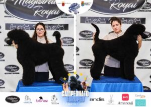 Arreglos del antes y después del Campeonato de peluquería canina 2024 Fotos del domingo categorías Caniches Penteados Creativo