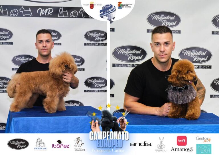 Campeonato Europeo Peluquería canina el antes y el despues categorias Asian Style Relevos Parejas Spaniels