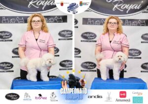 Arreglos del antes y después del Campeonato de peluquería canina 2024 Fotos del domingo categorías Caniches Penteados Creativo