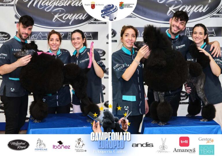 Campeonato Europeo Peluquería canina el antes y el despues categorias Asian Style Relevos Parejas Spaniels
