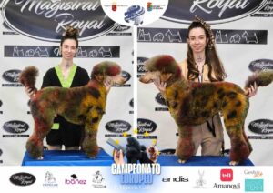 Arreglos del antes y después del Campeonato de peluquería canina 2024 Fotos del domingo categorías Caniches Penteados Creativo