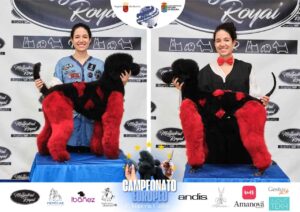 Arreglos del antes y después del Campeonato de peluquería canina 2024 Fotos del domingo categorías Caniches Penteados Creativo