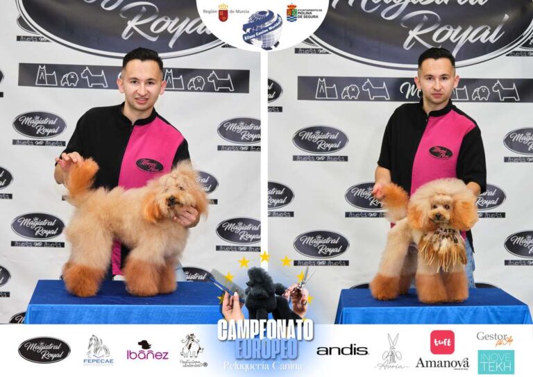 Campeonato Europeo Peluquería canina el antes y el despues categorias Asian Style Relevos Parejas Spaniels