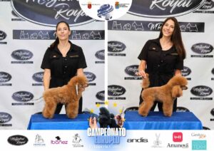 Arreglos del antes y después del Campeonato de peluquería canina 2024 Fotos del domingo categorías Caniches Penteados Creativo