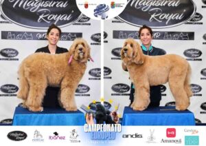 Campeonato Europeo Peluquería Canina el antes y después de la competición