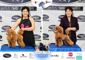 Arreglos del antes y después del Campeonato de peluquería canina 2024 Fotos del domingo categorías Caniches Penteados Creativo