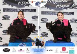 Campeonato Europeo Peluquería Canina el antes y después de la competición