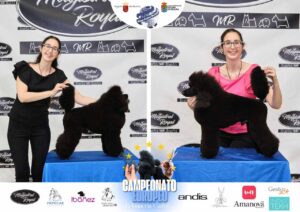 Arreglos del antes y después del Campeonato de peluquería canina 2024 Fotos del domingo categorías Caniches Penteados Creativo