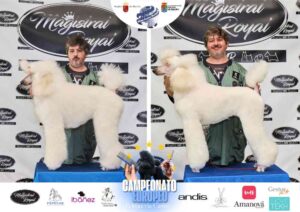 Campeonato Europeo Peluquería Canina el antes y después de la competición