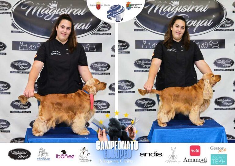 Campeonato Europeo Peluquería canina el antes y el despues categorias Asian Style Relevos Parejas Spaniels