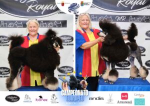 Arreglos del antes y después del Campeonato de peluquería canina 2024 Fotos del domingo categorías Caniches Penteados Creativo