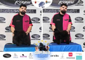 Campeonato Europeo Peluquería Canina el antes y después de la competición