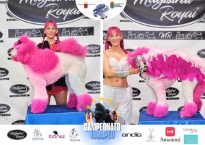 Arreglos del antes y después del Campeonato de peluquería canina 2024 Fotos del domingo categorías Caniches Penteados Creativo