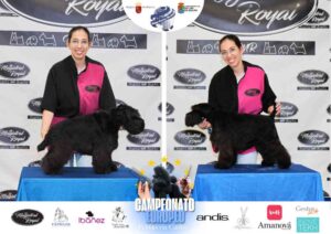 Campeonato Europeo Peluquería Canina el antes y después de la competición