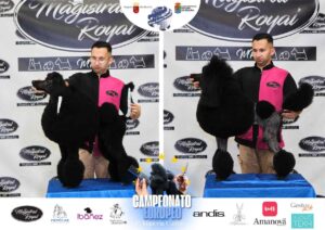 Arreglos del antes y después del Campeonato de peluquería canina 2024 Fotos del domingo categorías Caniches Penteados Creativo