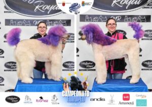 Arreglos del antes y después del Campeonato de peluquería canina 2024 Fotos del domingo categorías Caniches Penteados Creativo