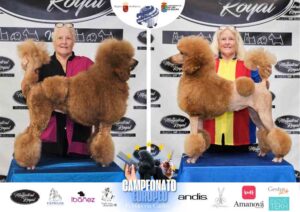 Lewi Carinne en Campeonato Europeo Peluquería Canina el antes y después de la competición