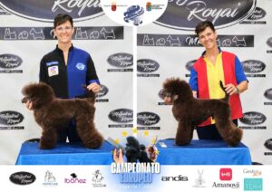 Arreglos del antes y después del Campeonato de peluquería canina 2024 Fotos del domingo categorías Caniches Penteados Creativo