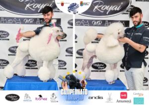 Arreglos del antes y después del Campeonato de peluquería canina 2024 Fotos del domingo categorías Caniches Penteados Creativo