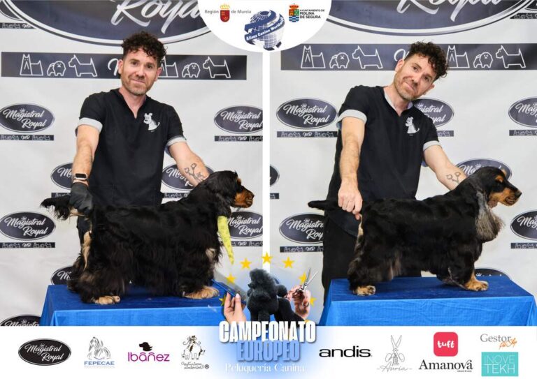 Campeonato Europeo Peluquería canina el antes y el despues categorias Asian Style Relevos Parejas Spaniels