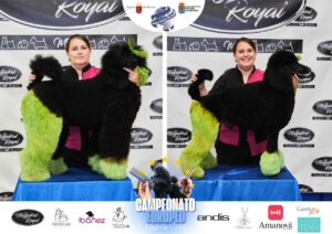 Arreglos del antes y después del Campeonato de peluquería canina 2024 Fotos del domingo categorías Caniches Penteados Creativo