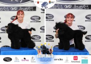 Arreglos del antes y después del Campeonato de peluquería canina 2024 Fotos del domingo categorías Caniches Penteados Creativo