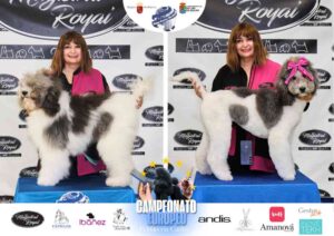 Campeonato Europeo Peluquería Canina el antes y después de la competición