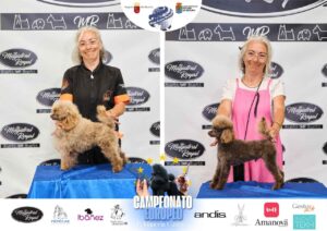 Arreglos del antes y después del Campeonato de peluquería canina 2024 Fotos del domingo categorías Caniches Penteados Creativo