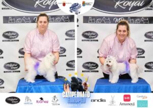 Arreglos del antes y después del Campeonato de peluquería canina 2024 Fotos del domingo categorías Caniches Penteados Creativo