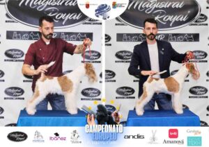 Campeonato Europeo Peluquería Canina el antes y después de la competición