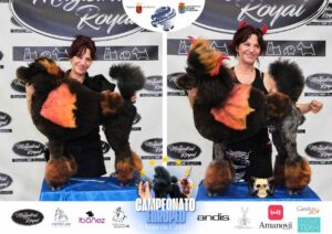 Arreglos del antes y después del Campeonato de peluquería canina 2024 Fotos del domingo categorías Caniches Penteados Creativo