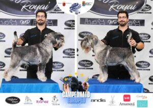Campeonato Europeo Peluquería Canina el antes y después de la competición