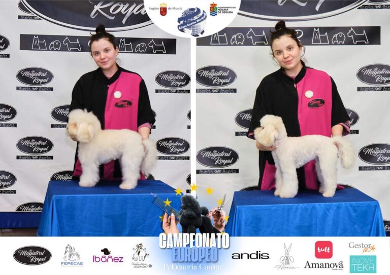 Campeonato Europeo Peluquería canina el antes y el despues categorias Asian Style Relevos Parejas Spaniels