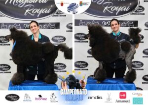 Arreglos del antes y después del Campeonato de peluquería canina 2024 Fotos del domingo categorías Caniches Penteados Creativo