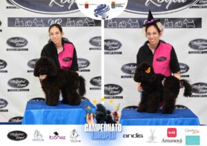 Arreglos del antes y después del Campeonato de peluquería canina 2024 Fotos del domingo categorías Caniches Penteados Creativo