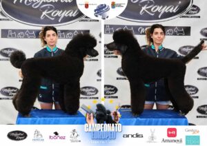 Arreglos del antes y después del Campeonato de peluquería canina 2024 Fotos del domingo categorías Caniches Penteados Creativo
