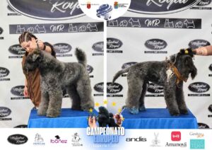 Arreglos del antes y después del Campeonato de peluquería canina 2024 Fotos del domingo categorías Caniches Penteados Creativo