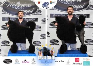 Arreglos del antes y después del Campeonato de peluquería canina 2024 Fotos del domingo categorías Caniches Penteados Creativo
